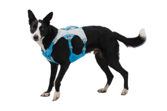 Swamp Cooler™ Dog Cooling Harness