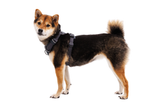 Front Range® Dog Harness